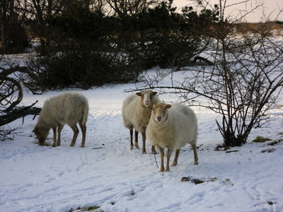 Schafe im NSG Weißenhäuser Brök