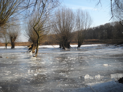 Bäume im Eis