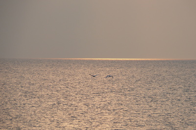 Zwei Schwäne über der Ostsee