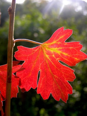 Herbstliches Blatt im Gegenlicht