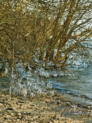 Sibirische Mangroven