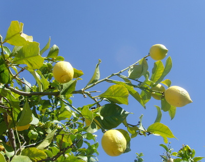 Unter Spaniens Himmel - Zitronenbaum