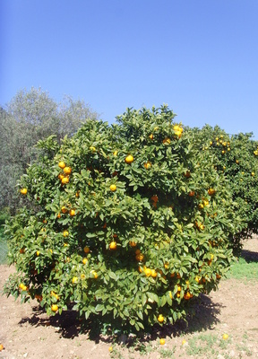 Unter Spaniens Himmel - Apfelsinenbaum