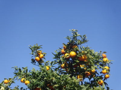 Unter Spaniens Himmel - Orangen