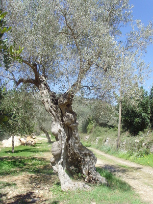 Unter Spaniens Himmel - Olivenbaum