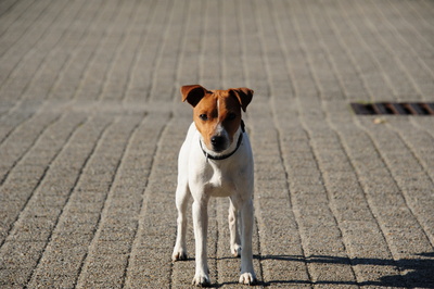 Pete - Parson Jack Russell