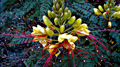 Caesalpinia gilliesii - Paradiesvogelbusch