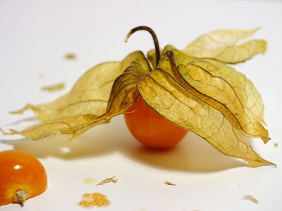 Physalis . . .