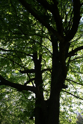 Ein Baum im Gegenlicht