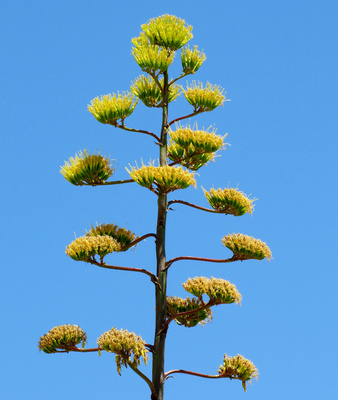Agave in Portugal