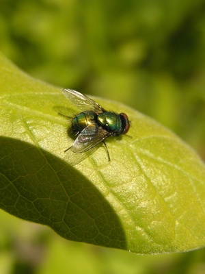 Grüne Fliege