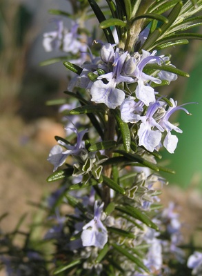 Rosmarin in Blüte