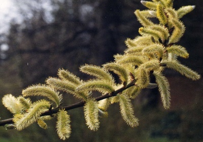 Weidenkätzchen