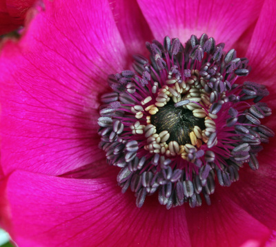 anemone 2