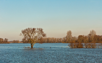Hochwasser in den Rheinauen