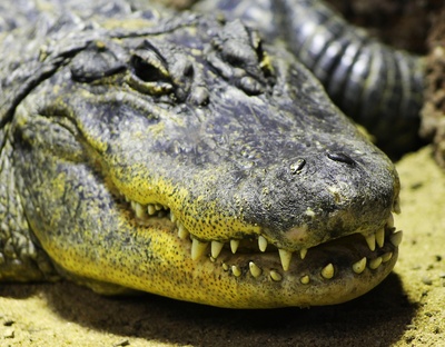 Mississippi Alligator