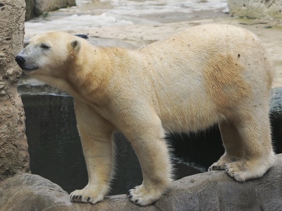 Catwalk für Eisbaerin