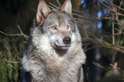 Wolf, Tierpark