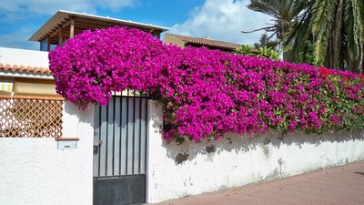 Blühende Gartenmauer