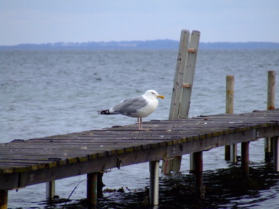 Möwe an der Ostsee