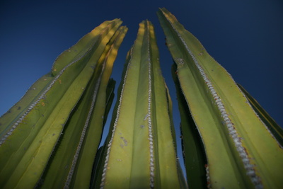 Kakteen (Kaktusse) in Namibia