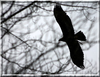 Adler im Gegenlicht