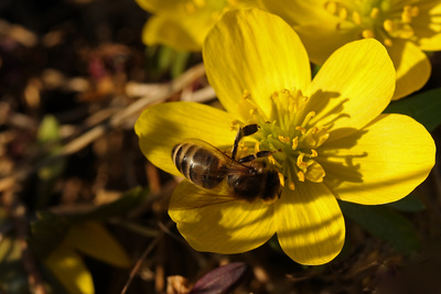 Ich habe den Frühling gefunden 3