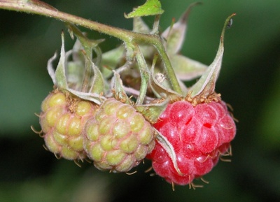 Reifende Himbeeren