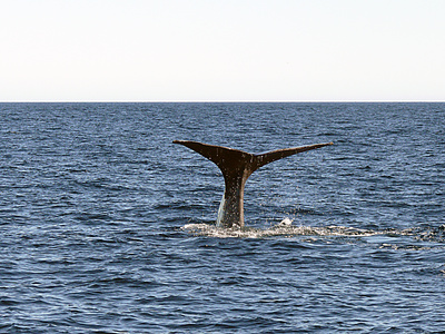 Walfinne - Wal auf Tauchgang