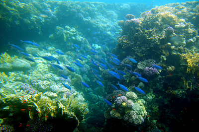 Abtauchen im Roten Meer 2