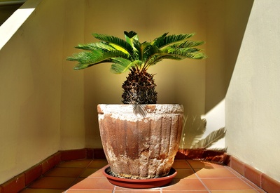 Palmfarn