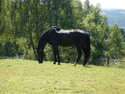 Pferd  im Sauerland