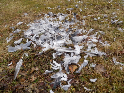 Vogelmord im Garten