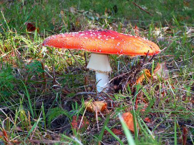 Fliegenbilz im finnischen Wald