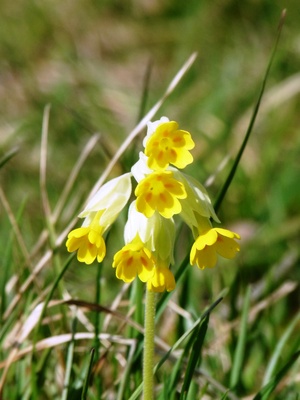 Frühling im Kaiserstuhl