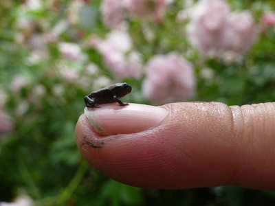 von der Kaulquappe zum Babyfrosch von der Kaulquappe zum Babyfrosch