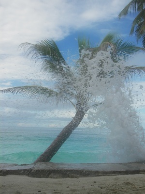 Palme unter Wellen