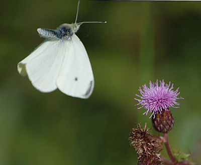 Flügelschlag Schmetterling Momentaufnahme  - Der flüchtige Augenblick