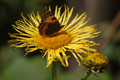 Kleiner Fuchs auf Blüte