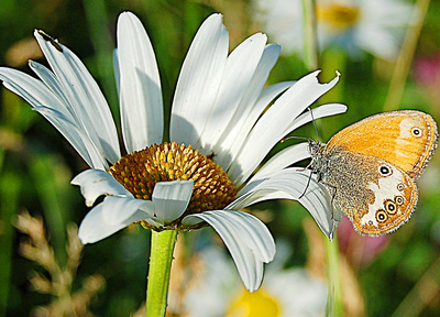 Weißbindiges Wiesenvögelchen - Schmetterling auf Blüte