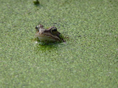 Frosch in Entengrütze