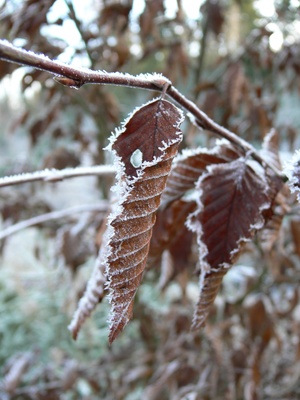Blätter und Frost 2