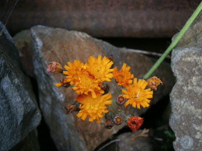 Ringelblume in Steinmauer