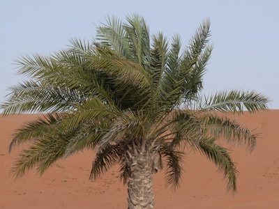 Oman: Wahiba Sands 4