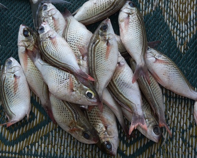 Oman: Fischmarkt 3
