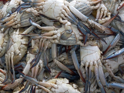 Oman: Fischmarkt 5