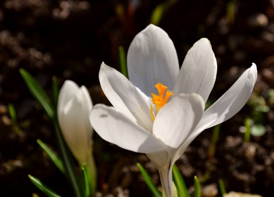 weißer Krokus