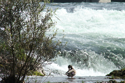 Ente am Wasser