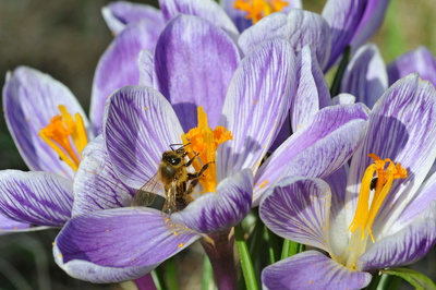 Biene auf Krokus-Blüte