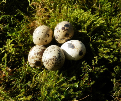 Osternest im Moos